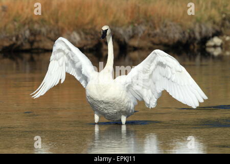 Le cygne yellowstone np Banque D'Images