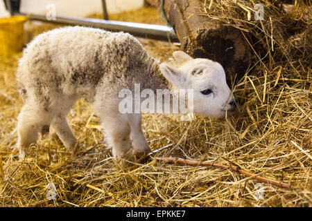 Portrait de l'agneau de printemps mignon Banque D'Images