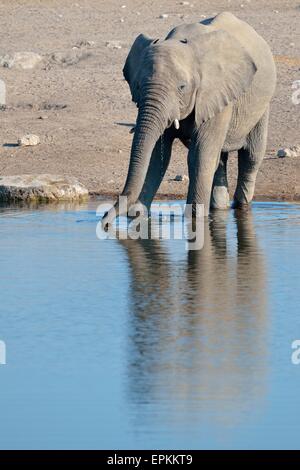 L'éléphant africain (Loxodonta africana), homme, de boire à un point d'Etosha National Park, Namibie, Afrique Banque D'Images