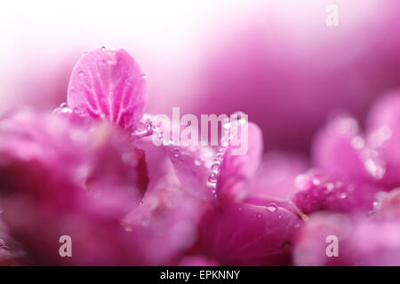 Gouttes de pluie sur les feuilles des fleurs roses cercis Banque D'Images