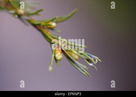 Goutte sur la branche de sapin Banque D'Images