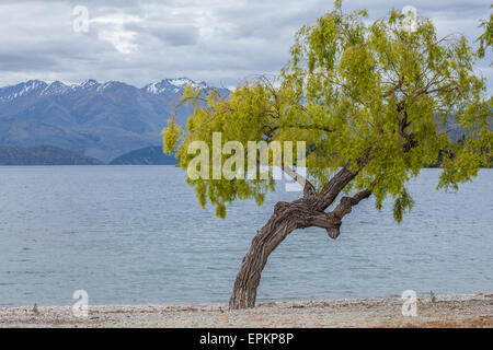 Arbre généalogique en courbes, sur la rive du lac Wanaka, région de l'Otago, île du Sud, Nouvelle-Zélande Banque D'Images