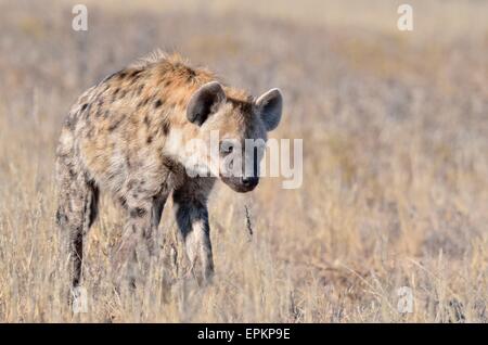 L'Hyène tachetée (Crocuta crocuta), marcher dans l'herbe sèche, Kgalagadi Transfrontier Park, Northern Cape, Afrique du Sud, l'Afrique Banque D'Images