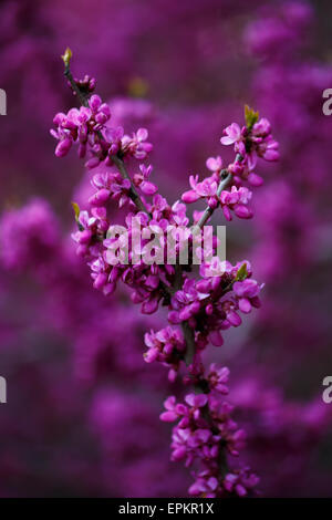 Fleurs roses de cercis au coucher du soleil Banque D'Images