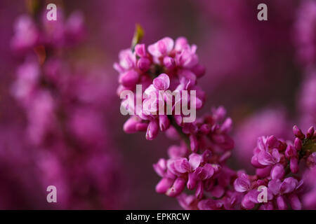 Fleurs roses de cercis au coucher du soleil Banque D'Images