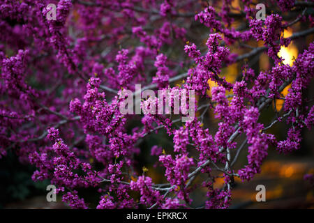 Fleurs roses de cercis au coucher du soleil Banque D'Images