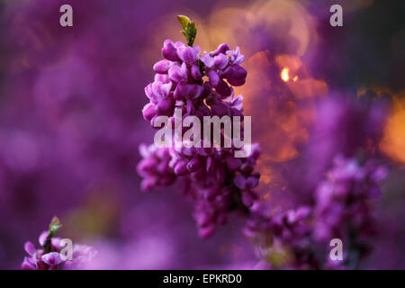 Fleurs roses de cercis au coucher du soleil Banque D'Images