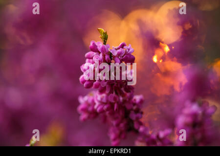 Fleurs roses de cercis au coucher du soleil Banque D'Images