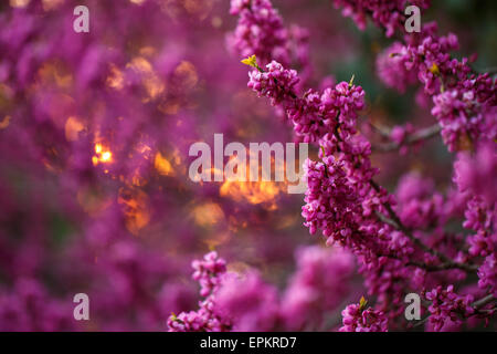 Fleurs roses de cercis au coucher du soleil Banque D'Images