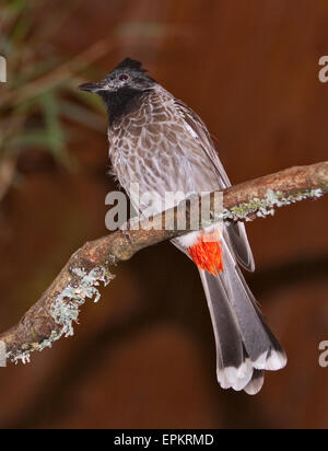 Bulbul des jardins (pycnonotus cafer Red-Vented) Banque D'Images