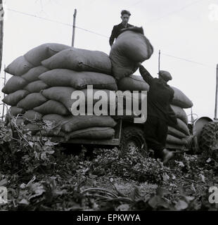 Années 1950, historiques, deux hommes ouvriers agricoles ou de prélèvement, le chargement de gros sacs de jute ou de zones de cuisson fraîchement cueillies sur un tracteur à prendre pour l'oast house pour le séchage, Kent, Angleterre. Banque D'Images