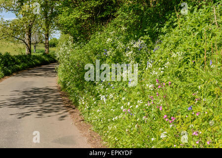 Variété de fleurs sauvages aux côtés de plus en plus country lane en haie. Mois de mai.Printemps Gloucestershire England UK Banque D'Images