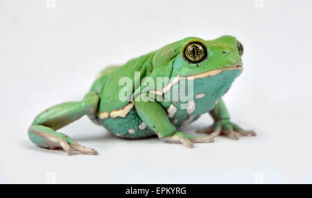 Grenouille singe cireuse(phyllomedusa sauvagii) Banque D'Images