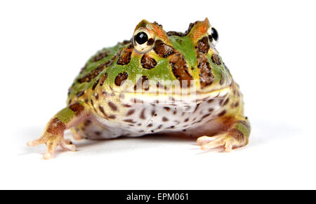 Grenouille Pacman Banque D'Images