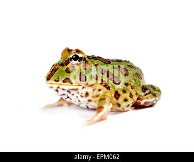 Grenouille Pacman Banque D'Images