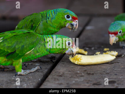 Panama, province de Darién, Puerta Lara, perroquets vert banane dans l'alimentation de la tribu Wounaan Banque D'Images