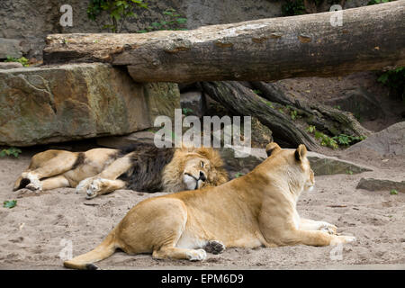 Troupe de Lions en captivité de détente Banque D'Images