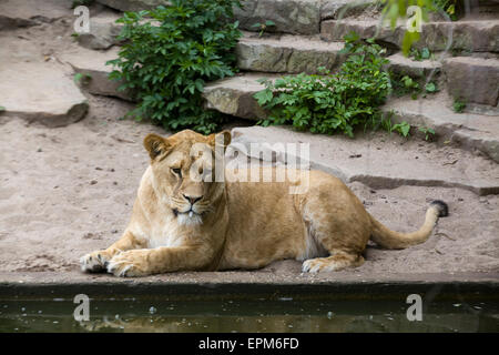 Troupe de Lions en captivité de détente Banque D'Images