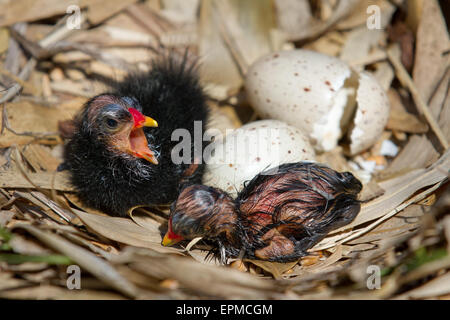 Martin simple, Southport, Lancashire, le printemps au Centre d'éducation aux zones humides en Burscough près de Rufford nouvellement éclos avec soi-laid-ils êtes-cute poules poussins. Martin Mere est près de Burscough, dans le Lancashire, en Angleterre, à l'ouest de la plaine côtière de Lancashire. C'est un vaste marais et la faune a été jusqu'à ce qu'il a été drainé, le plus grand plan d'eau douce en Angleterre. Pour une journée ou pour les oisillons nouvellement éclos sont nourris sur le nid avec un parent leur couvaison (en les gardant au chaud) la plupart du temps. Les poussins sont nidifuges et quittent le nid et se nourrir quelques jours après la naissance. Banque D'Images