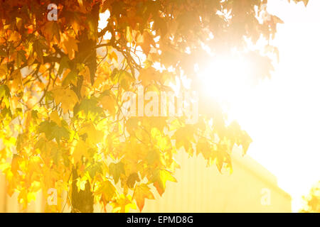 Sunburst brillant à travers arbre feuillu Banque D'Images