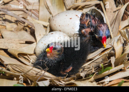 Martin simple, Southport, Lancashire, le printemps au Centre d'éducation aux zones humides en Burscough près de Rufford nouvellement éclos avec soi-laid-ils êtes-cute poules poussins. Martin Mere est près de Burscough, dans le Lancashire, en Angleterre, à l'ouest de la plaine côtière de Lancashire. C'est un vaste marais et était jusqu'à ce qu'il a été drainé, le plus grand plan d'eau douce en Angleterre. Pour une journée ou pour les oisillons nouvellement éclos sont nourris sur le nid avec un parent leur couvaison (en les gardant au chaud) la plupart du temps. Les poussins sont nidifuges et quittent le nid et se nourrir quelques jours après la naissance. Banque D'Images