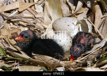 Éclosion de poussins de Moorhen à Martin Mere, Southport, Lancashire, Springtime au centre des zones humides de Bursscough près de Rufford avec des poules de Moorchicks nouvellement éclos si laid-they sont mignons. Martin Mere se trouve près de Bursscough, dans le Lancashire, en Angleterre, sur la plaine côtière du Lancashire occidental. C'est un vaste marais et c'était jusqu'à ce qu'il soit drainé, le plus grand plan d'eau douce d'Angleterre. Pour une journée ou ainsi les poussins nouvellement éclos sont nourris sur le nid avec un parent les couvant (les gardant au chaud) la plupart du temps. Les poussins sont présociaux et quitteront le nid et se nourriront dans les quelques jours de la naissance. Banque D'Images