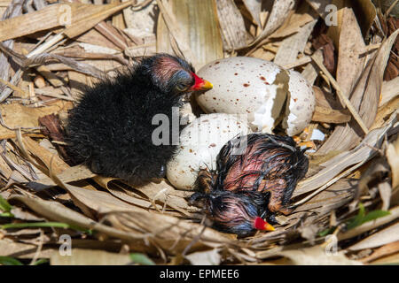 Martin simple, Southport, Lancashire, le printemps au Centre d'éducation aux zones humides en Burscough près de Rufford nouvellement éclos avec soi-laid-ils êtes-cute poules poussins. Martin Mere est près de Burscough, dans le Lancashire, en Angleterre, à l'ouest de la plaine côtière de Lancashire. C'est un vaste marais et était jusqu'à ce qu'il a été drainé, le plus grand plan d'eau douce en Angleterre. Pour une journée ou pour les oisillons nouvellement éclos sont nourris sur le nid avec un parent leur couvaison (en les gardant au chaud) la plupart du temps. Les poussins sont nidifuges et quittent le nid et se nourrir quelques jours après la naissance. Banque D'Images