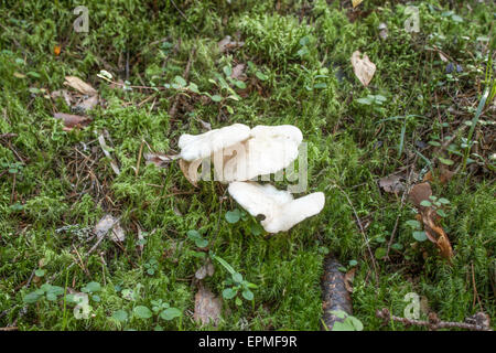 Moutons blancs champignons polypores, dans la forêt Banque D'Images