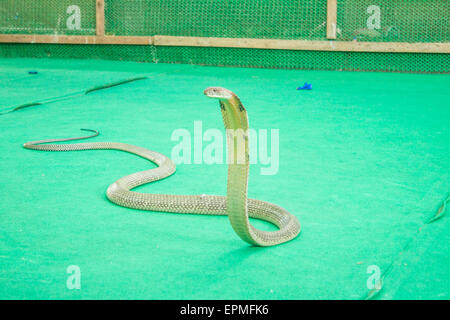 King Cobra sur un spectacle de serpents, à Koh Samui, Thaïlande Banque D'Images