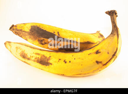 Deux vieux plantains, isolé sur fond blanc Banque D'Images