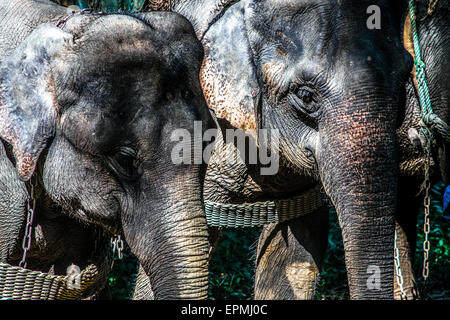 L'Asie. La Thaïlande, Chiang Dao. Centre d'éléphants. Éléphant. Détail. Banque D'Images
