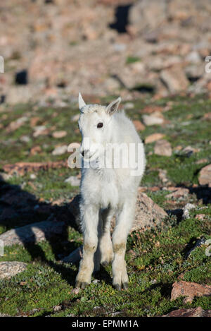 La Chèvre de montagne (Oreamnos americanus) Enfant debout, Rocky Mountains, Colorado USA Banque D'Images