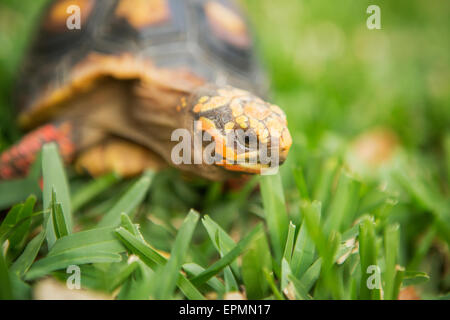 Une petite tortue d'eau douce ou de se déplacer à travers l'herbe. Banque D'Images