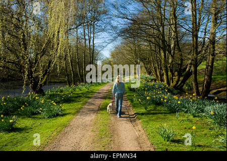 Une femme et un petit chien marcher dans un chemin à travers les arbres en feuilles fraîches. Banque D'Images