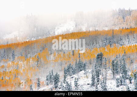 Vue sur les forêts de peuplier à l'automne, avec une couche de couleur des feuilles orange vif à l'encontre de pins. Banque D'Images