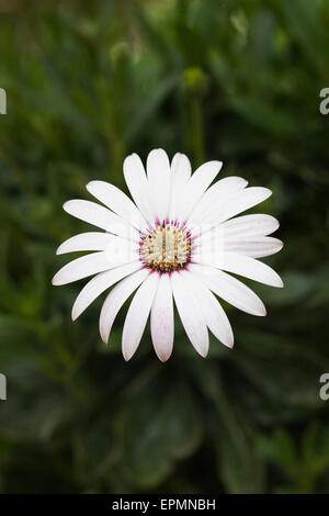 Ostéospermum fleur dans le jardin. Cape daisy. Daisy africains. Banque D'Images