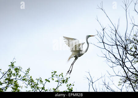 Grande Aigrette en vol Banque D'Images