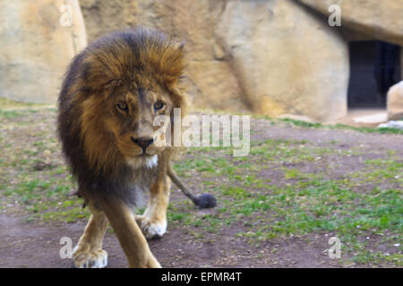 Lion à la Bioparc Banque D'Images