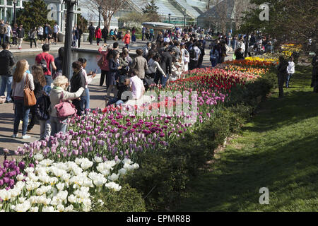 Il y a toujours des foules à la Brooklyn Botanic Garden au printemps éblouis par l'explosion de couleurs. Tulip garden le long de la plaza Banque D'Images