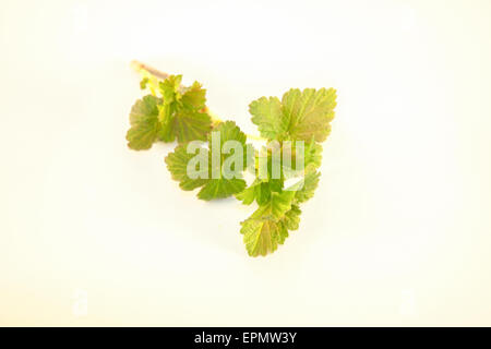 Earley, jeunes, printemps CASSIS Ribes nigrum feuilles, isolé sur fond blanc Banque D'Images