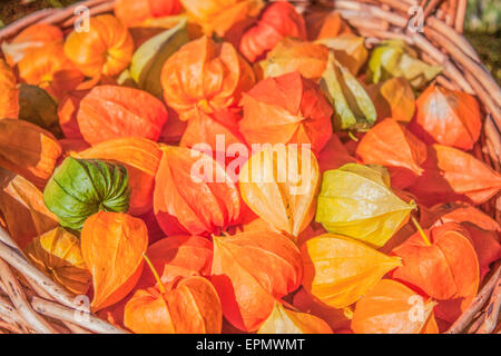 Orange et vert physalis dans un panier Banque D'Images