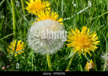 La floraison et l'ensemencement des pissenlits Banque D'Images