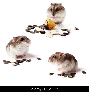 Set de hamsters avec grain sur fond blanc Banque D'Images