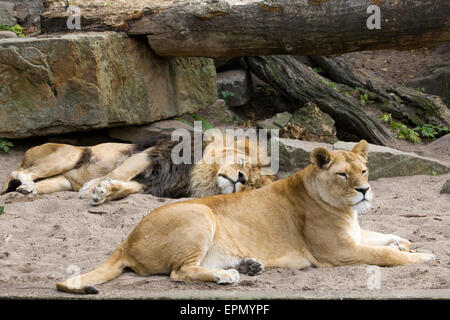 Troupe de Lions en captivité de détente Banque D'Images