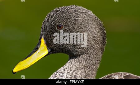 Un gros plan d'un Africain de canard à bec jaune. Banque D'Images