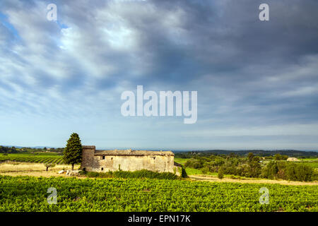 Vieille maison abandonnée entre les vignes, Vaucluse, Provence, France, Europe Banque D'Images