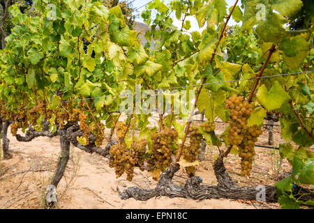 Vignes, Groot Constantia Wine Estate, Constantia, Cape Town, Western Cape Province, République d'Afrique du Sud Banque D'Images