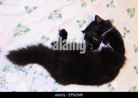 Chat noir sur blanc allongé le lit Banque D'Images