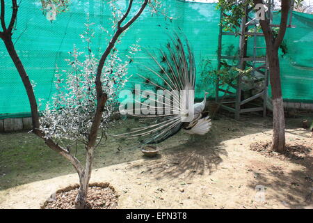 (Pavo cristatus paon) queue fanning Banque D'Images