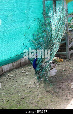 (Pavo cristatus paon) queue fanning Banque D'Images